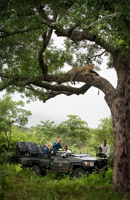 Lot 20 - An Ultra-luxury Safari Experience for Three Nights for Eight Guests at Cheetah Plains