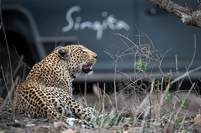Lot 16 - Singita, DeMorgenzon & Paul Cluver together with Airlink present the Ultimate South African Safari