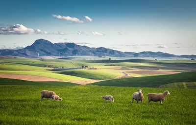 Lot 22 - Wentzel Pretorius (South Africa 1971-)