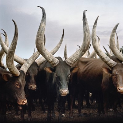 Lot 20 - Daniel Naudé (South Africa 1984-)