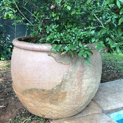 Lot 189 - Three outdoor ceramic pots with plants