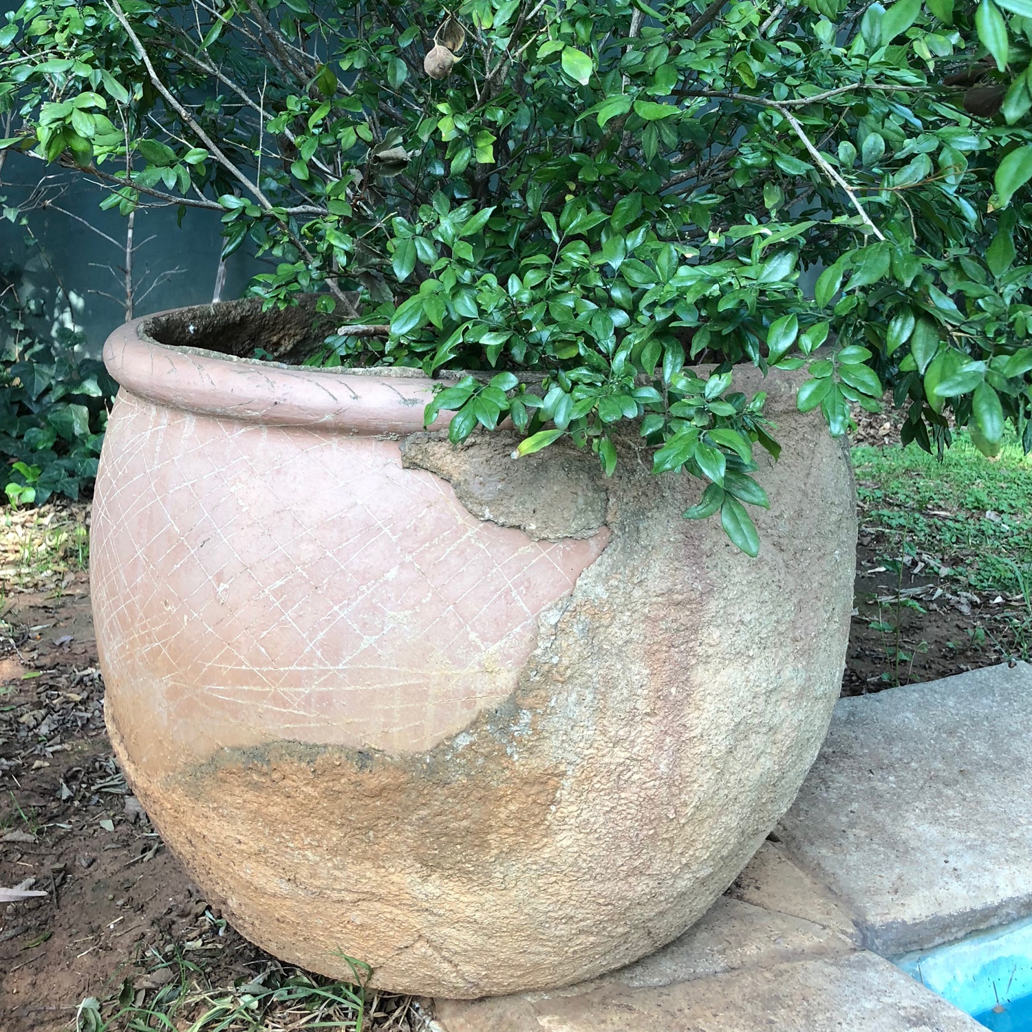 Lot 189 Three outdoor ceramic pots with plants