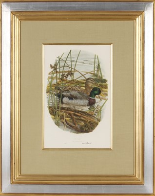 Lot 177 - Gail Darroll (South Africa 1952-)