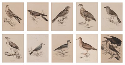 Lot 194 - Unknown Artist, Bird studies, ten