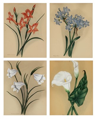 Lot 209 - E*** E*** P***, Botanical studies: Gladiolus Inflatus, Agapanthus, Gladiolus Communis, Arum Lilies